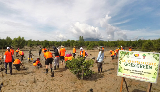 CMS staff plant 500 mangrove saplings at Ramsar site, Kuching Wetlands National Park